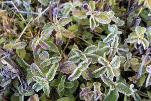 Frost covered leaves at Doi inthanon Chiang mai, Thailand. photo