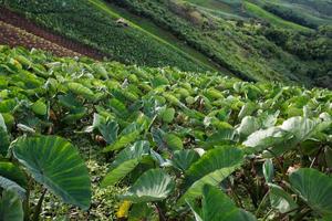 Taro field in mountains,Phechaboon Thailand photo