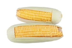 sweet corn on white background photo