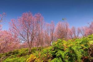 Sakura flowers blooming blossom in PhuLomLo Loei Province , Thailand photo