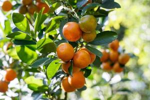 fresh orange on plant, orange tree photo