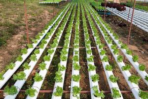 Organic hydroponic vegetable garden photo