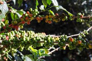 Coffee beans ripening on tree in North of thailand photo