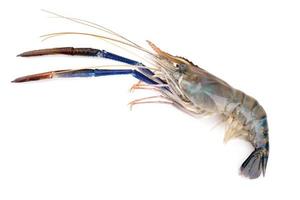 Fresh shrimp, Giant freshwater prawn on white photo