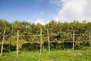 Orange tree in graden photo