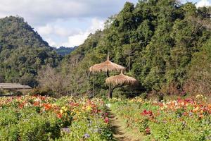 jardín de flores en doi ang khang, chiang mai, tailandia foto