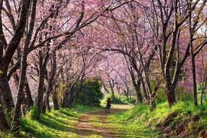 A man taking photo under cherry blossom trees.