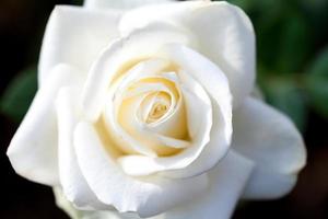 Close-up beautiful white rose photo