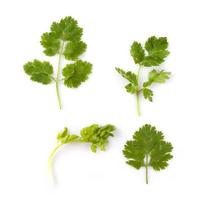 coriander herb plant photo