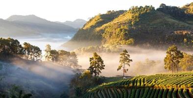 amanecer brumoso en el jardín de fresas en la montaña doi angkhang, chiangmai tailandia foto