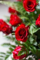 red roses selective focus photo