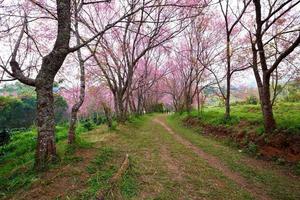 pink sakura blossoms on dirt road in thailand photo