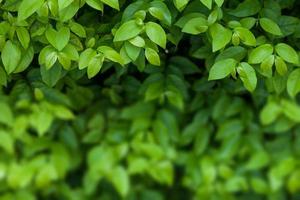 natural green background with selective focus photo