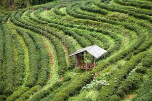 Plantación de té en el doi ang khang, Chiang Mai, Tailandia foto