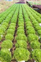 Organic hydroponic vegetable garden photo