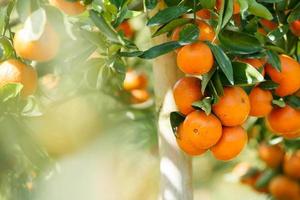 Orange tree in graden photo