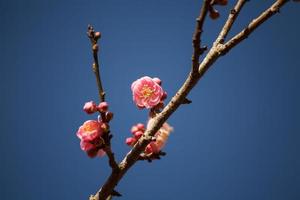 peach blossom on blue sky photo
