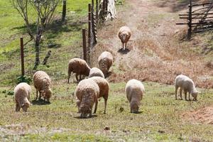 Sheep in nature on meadow. Farming outdoor. photo