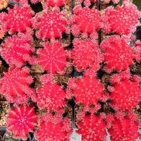 plantas de cactus rojas en macetas, vista desde arriba foto