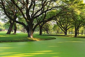 samanea saman, gran árbol de lluvia foto