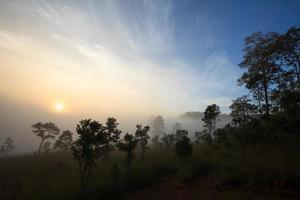 Tree on meadow at sunrise and mist. Landscape beautiful sunrise photo