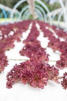 Organic hydroponic vegetable dome garden photo