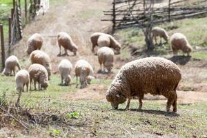 ovejas en la naturaleza en el prado. agricultura al aire libre. foto