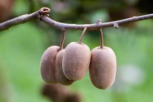 Cluster of ripe kiwi fruit on the branch photo