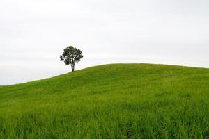 tree and rice filed on moutain photo