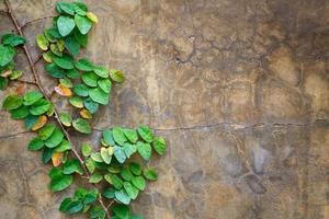 Background old wall and ivy leaves photo