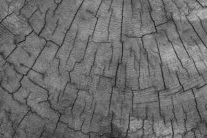Fondo de textura de tocón de árbol viejo foto