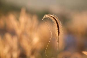 Foxtails grass under sunshine ,close-up selective focus photo