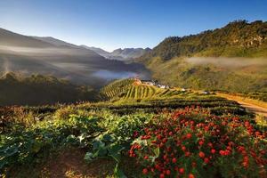 Plantación de té en el doi ang khang, Chiang Mai, Tailandia foto