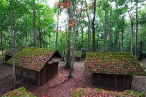 hoja de arce roja con escuela política y militar en el parque nacional phu hin rong kla, tailandia foto