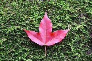 Red maple leaves on stone moss photo