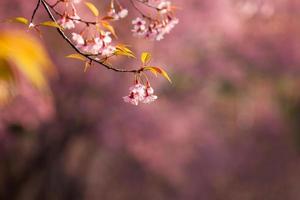 Close up branch with pink sakura blossoms in morning photo