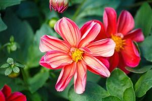 Gaillardia in bloom photo