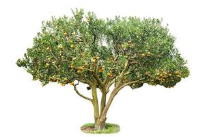 Orange tree on white photo