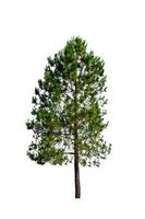 pine tree isolate on white photo