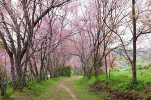 pink sakura blossoms on dirt road in thailand photo