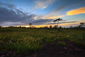 paisaje puesta de sol y flores en el parque nacional phu hin rong kla, phitsanulok tailandia foto