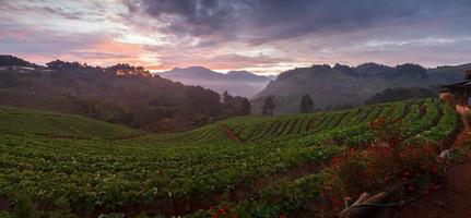 Panorama misty morning sunrise in strawberry garden at doi angkhang mountain, chiangmai thailand photo