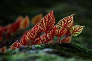 Close- up of Begonia leaf at Phu Hin Rong Kla National Park, Phitsanulok, Thailand photo