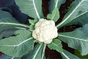 Cauliflower fresh from the tree organic cauliflower photo