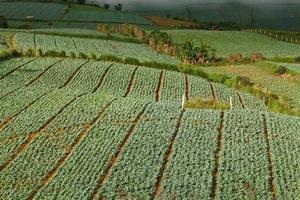 muchas coles verdes en los campos agrícolas en phutabberk phetchabun, tailandia foto