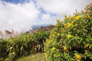 hierba de girasol mexicana tithonia diversifolia en phutabberk phetchabun, tailandia foto