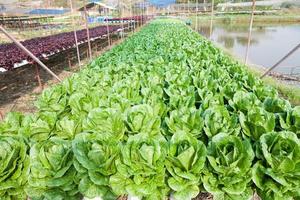 Organic hydroponic vegetable garden photo