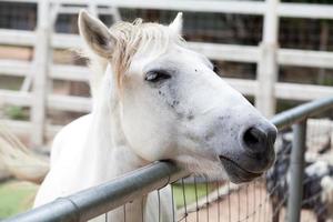 Closeup of a horse head photo