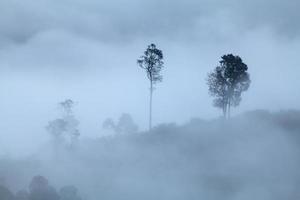 Tree on meadow at sunrise and mist. photo