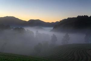 fog morning sunrise in strawberry garden at Doi Ang khang mountain, chiangmai thailand photo